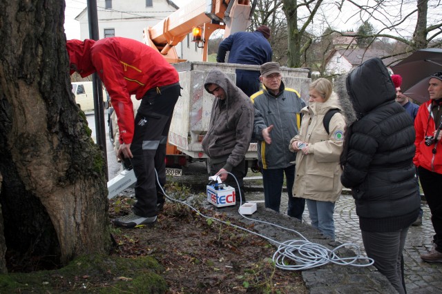 OBREZIVANJE GUPČEVE LIPE